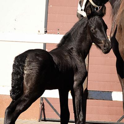 zdjęcie dużego konia